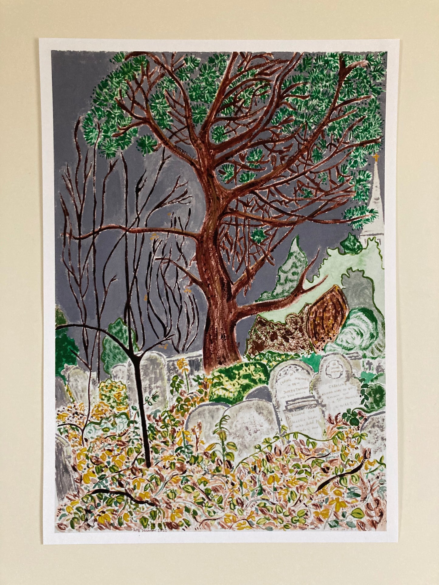 Scots Pine, Abney Park Cemetery